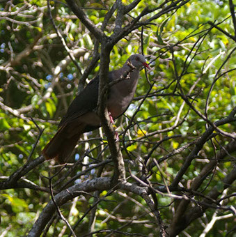 Image: ile aux Aigrettes Nature Reserve