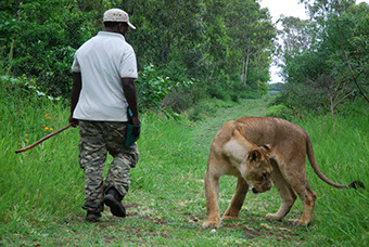 Photo: Randonnée dans la nature avec les lions