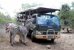 Photo: Safari photo